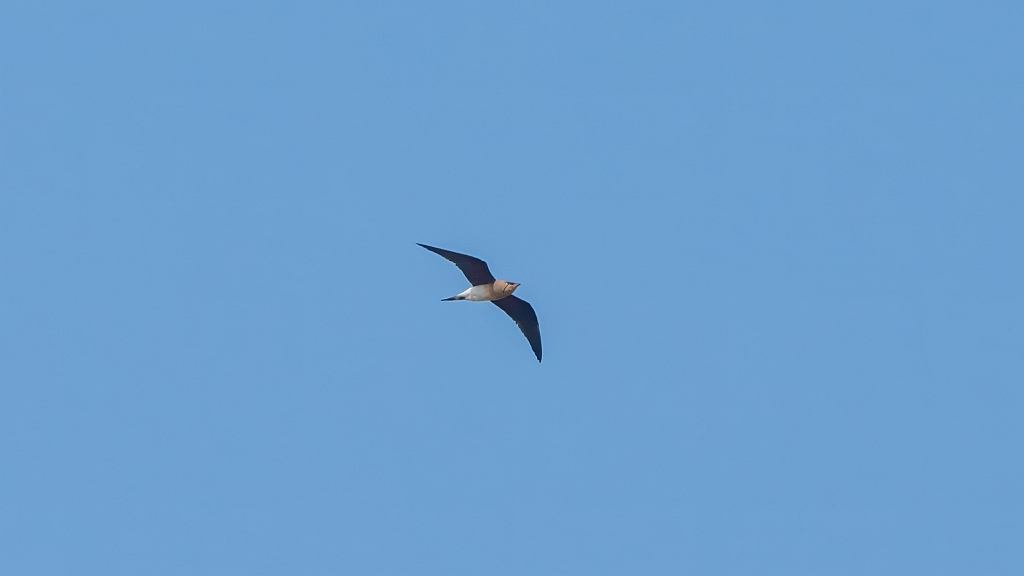 Collared Pratincole